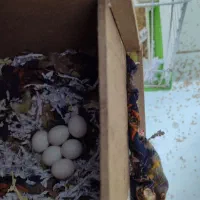 فروش یک جفت کوتوله خاص به شدت مولد باتمامی لوازم|پرنده|سبزوار, قصبه اب یمین|دیوار