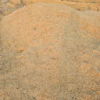 کاه گندم .محل بازدید شهر تنگ ارم قیمت ۱۲هزارتومن