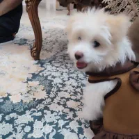 سگ پامر و شیتزو