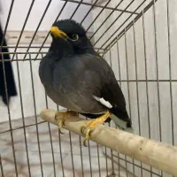 مینا فوق العاده بازیگوش