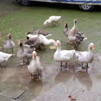 غاز امسالی|حیوانات مزرعه|اسالم, |دیوار