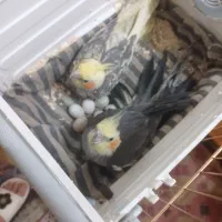 یک جفت عروس هلندی|پرنده|ری, فیروزآبادی|دیوار