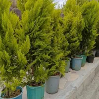 اجرای انواع فضا سبز (تولید و فروش انواع درختان )