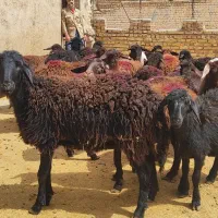 گوسفند و بره ماده کهنه