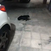 سگ خانگی|سگ|فردیس, قریشی|دیوار