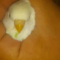 مرغ عشق نر جوان|پرنده|سرپل ذهاب, |دیوار