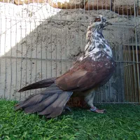 کفتر معامله یا معاوضه با کله ای