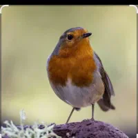 سهره اروپایی