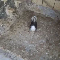 سینه ای   سیدی  طوقی|پرنده|شوشتر, |دیوار