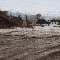 تازی ماده زلف دار|سگ|دیواندره, |دیوار