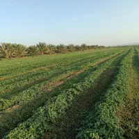 علوفه دامی یونجه