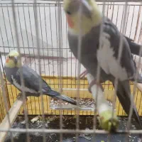 عروس هلندی|پرنده|اهواز, حصیرآباد|دیوار