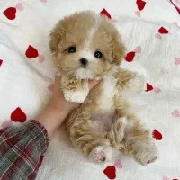 پودل کوچولو|سگ|مشهد, اقبال|دیوار