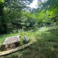 زمین ۲۵۰ متری /با چشم انداز بینظیر /ویو جنگلی