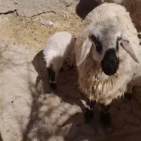 فروش ۱ عدد میش زاییده