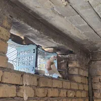 کبوتر طوقی ماده