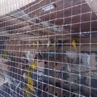 مرغ عشق|پرنده|میناب, |دیوار