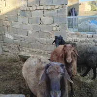 شیشک نر پرواری و بره پای پرواری سبک وزن|حیوانات مزرعه|فامنین, |دیوار