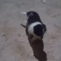 سگ بازیگوش پا کوتاه