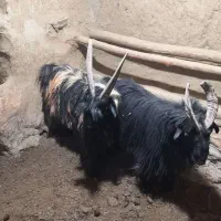 دوبر|حیوانات مزرعه|شهرکرد, |دیوار