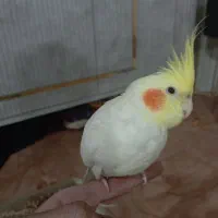 عروس هلندی لوتینو