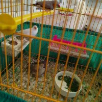 فنچ با جوجه ها و قفس