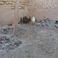 فروش فوری مرغ خروس محلی بخاطرکمبودجا|حیوانات مزرعه|مرودشت, گندم‎|دیوار