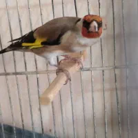 سیره جوجه قفس