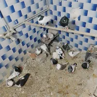 20عدد کفتر جفتگاه پرشی نر ماده فروشی|پرنده|زبرخان, |دیوار