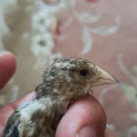 جوجه سهره قناری|پرنده|ایلام, |دیوار