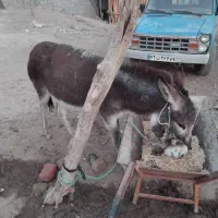 خر گوسفندی به شرط