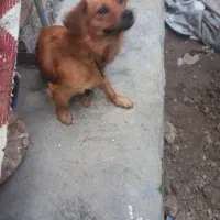 حیوان سگ پاکوتاه|سگ|نکا, |دیوار