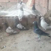 کبوتر صید|پرنده|گرمخان, |دیوار