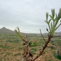 باغچه 1000متری مجموعه لادن داریون
