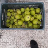 هیوا  تازه امسال