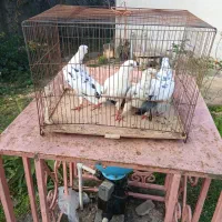 فروش تعدادی کبوتر خوشگل پرشی سالم|پرنده|تولم شهر, |دیوار