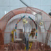 فروش عروس هلندی|پرنده|اندیمشک, |دیوار