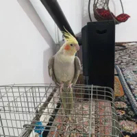 عروس هلندی نر