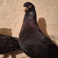 کبوتر زاغ پلاکی طوقی|پرنده|اهواز, بیست متری شهرداری|دیوار