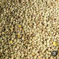 عدس اطراف گوراییم مخصوص کاشت درجه یک