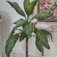 دیفن لاخیا|گل و گیاه طبیعی|ورامین, ورامین|دیوار