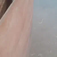 تخته هفت لای چندلایی قالب صاف ۱۸m خارجی 210×110|مصالح و تجهیزات ساختمان|تبریز, |دیوار