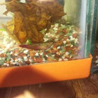 فایتر ماده پلاکت|ماهی|اهواز, بهارستان|دیوار