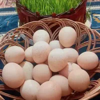 تخم مرغ شاخدار نطفه دار
