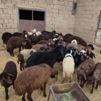 گوسفند بهار