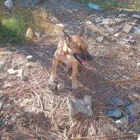 سگ ژرمن|سگ|حاجی آباد, |دیوار