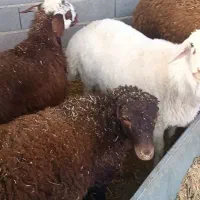 بره نر گوشتی و داشتی