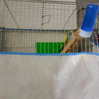 مرغ عشق|پرنده|ملارد, |دیوار