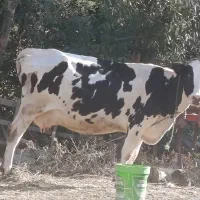 گاو آبستن
