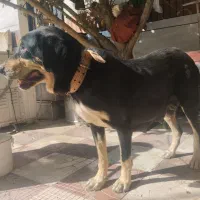 گم شده،مژدگانی بگیرید|حیوانات|همدان, |دیوار